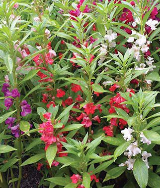 Balsam, Mix - Plants Seeds