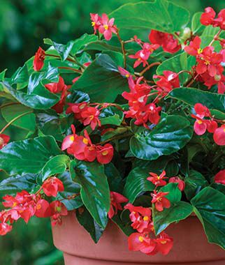 Begonia, Dragon Wing? Red Hybrid - Plants Seeds