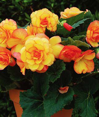 Begonia On Top Sunglow