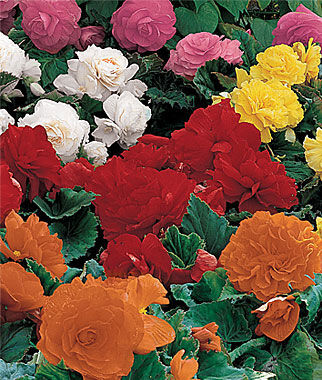 Begonia, Non-Stop Mix - Seedsplant