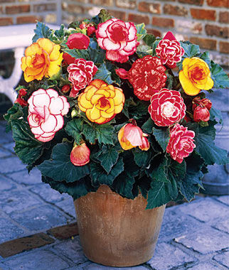 Begonia Picotee Mix