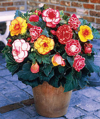 Begonia, Picotee Mix - Seedsplant