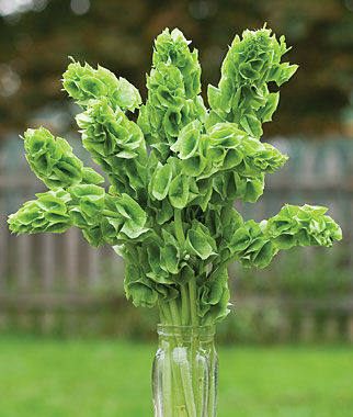 Bells Of Ireland, Moluccella Laevis - Seedsplant