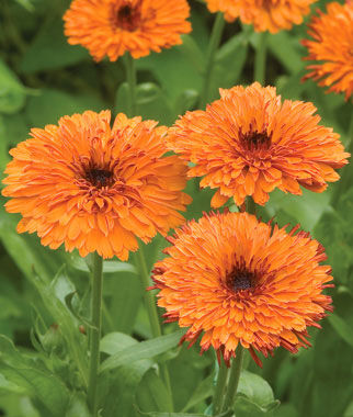 Calendula, Oktoberfest - Plants Seeds