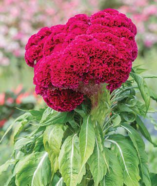 Celosia, Red Velvet Cake - Plants Seeds