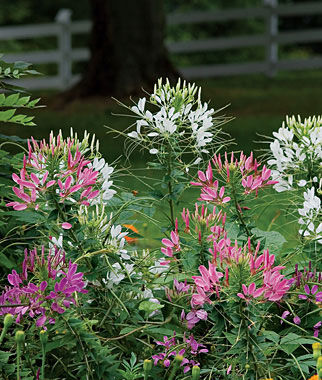 Cleome, Queen Mixed Colors - Seedsplant