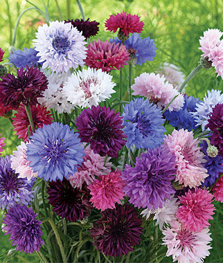 Cornflower, Tall Double Mixed Colors - Plants Seeds