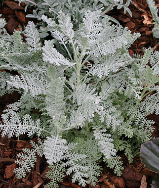 Dusty Miller, Silver Lace - Seedsplant