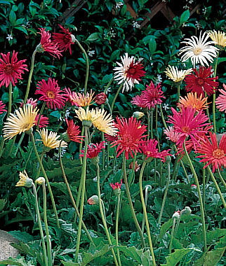 Gerbera, California Mixed Colors - Plants Seeds