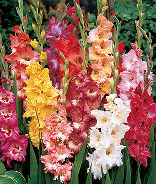 Gladiolus Fordhook Ruffled Pastel Mix