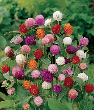 Gomphrena QIS Mix