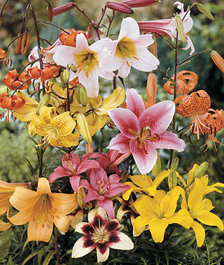 Lily, All Summer Mix - Plants Seeds