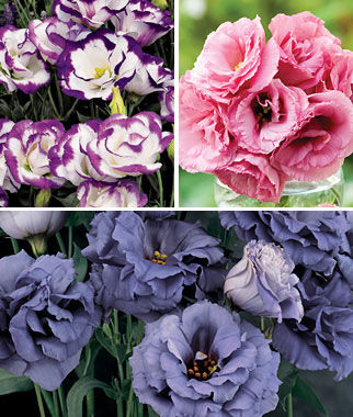 Lisianthus Deluxe Rose Cut Collection