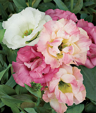 Lisianthus Pink Bouquet Collection - Plants Seeds