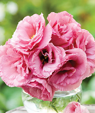 Lisianthus Balboa  Rose