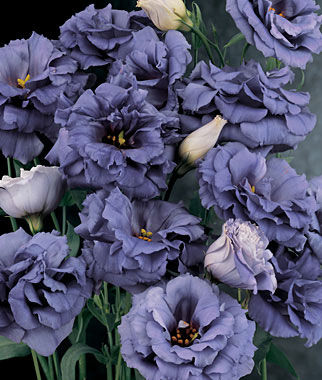 Lisianthus, The Blue Rose? - Plants Seeds