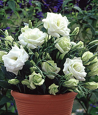 Lisianthus White Rose