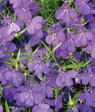 Lobelia, Crystal Palace Blue - Plants Seeds