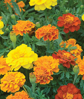 Marigold, Happy Days Mixed Colors - Seedsplant