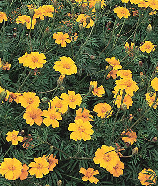 Marigold, Nema-Gone - Seedsplant