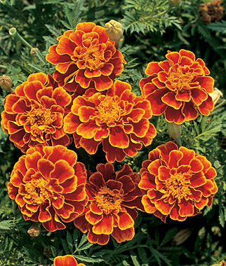 pink marigold seeds Marigold Queen Sophia?