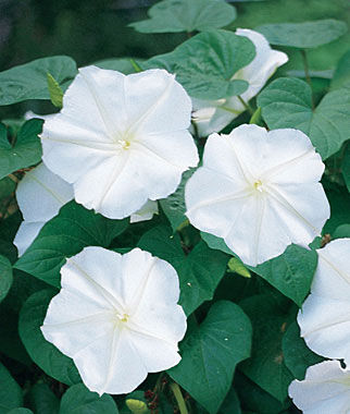 Moonflower, Giant White - Plants Seeds