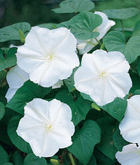 Moonflower, Giant White - Plants Seeds