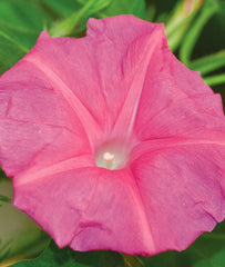 Morning Glory, Candy Pink - Plants Seeds