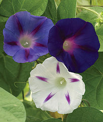 Morning Glory, Celestial Mixed Colors - Plants Seeds