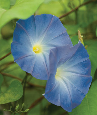 Morning Glory, Heavenly Blue - Plants Seeds