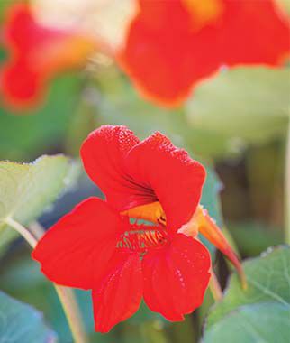 Nasturtium Empress Of India