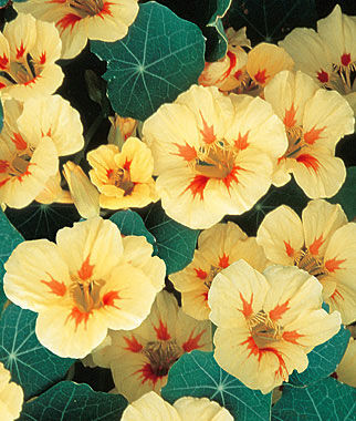 Nasturtium Peach Melba