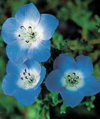 Nemophila, Baby Blue Eyes - Seedsplant