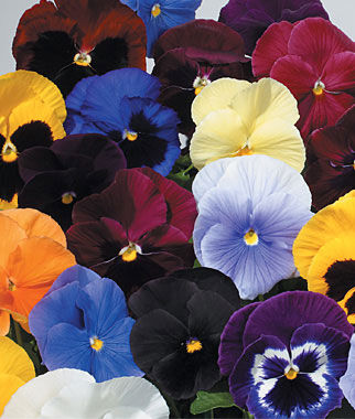 Pansy Atlas Mix