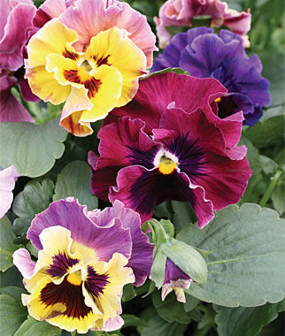 Pansy, Moulin Rouge - Plants Seeds