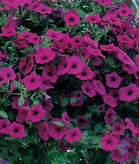 Petunia, Wave? Purple Hybrid - Plants Seeds