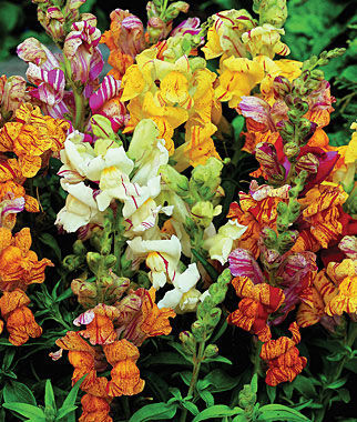 Snapdragon Tutti Frutti