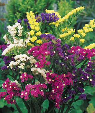 Statice, Mixed Bold Colors - Plants Seeds