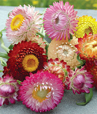 Strawflower, Tall Mixed Colors - Plants Seeds