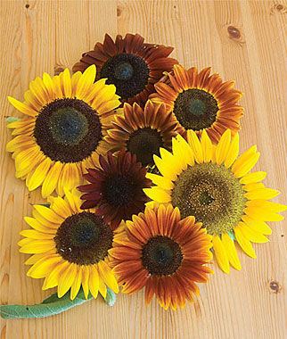 Sunflower, Autumn Beauty Mix Organic - Plants Seeds