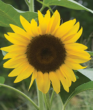 Sunflower Del Sol Hybrid