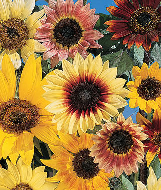 Sunflower, Fantasia Mix Hybrid - Plants Seeds