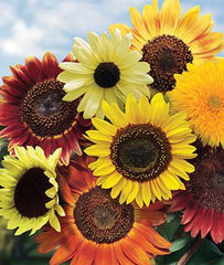 Sunflower, Fun 'N Sun Blend - Plants Seeds