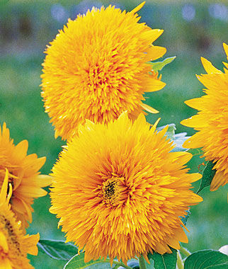 Sunflower, Honey Bear - Plants Seeds