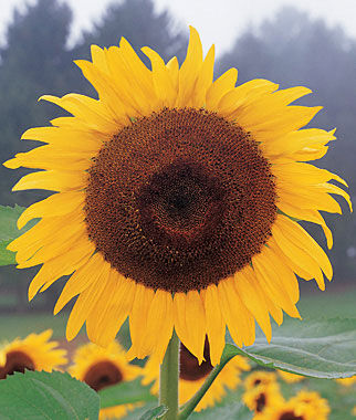 Sunflower Kong Hybrid