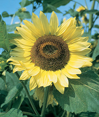 Sunflower, Lemon Queen Organic - Plants Seeds