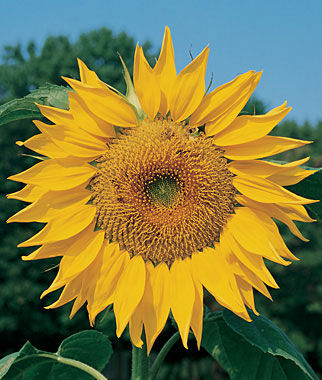 Sunflower, Mammoth Organic - Plants Seeds