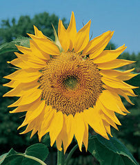 Sunflower, Mammoth Organic - Plants Seeds