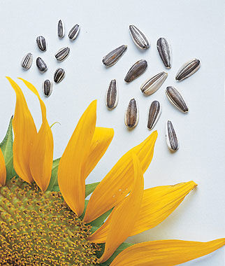 Sunflower, Super Snack Mix Hybrid - Plants Seeds