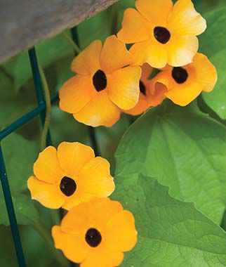 Thunbergia alata Mixed Colors